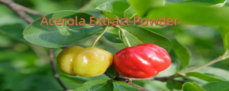 Acerola Extract Powder.png